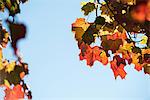 View of maple leaves against blue sky