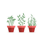 Vector illustration of potted plants, three pot decoration garden plants