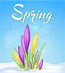 Blue spring background with yellow and violet crocuses in snow. Vector illustration.