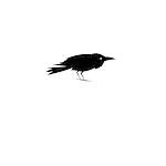 Beautiful symbol of the black Raven on a white background