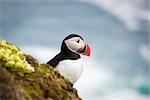 The beautiful Puffin a rare bird specie photographed in Iceland