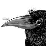 Vector portrait of a black raven on a white background