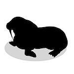 Walrus arctic black silhouette animal. Vector Illustrator.