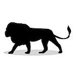 Lion predator black silhouette animal. Vector Illustrator.