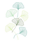 Vector Illustration ginkgo biloba leaves. Background with green leaves