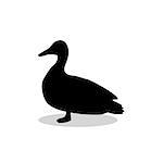 Duck bird black silhouette animal. Vector Illustrator.