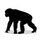Chimpanzee monkey primate black silhouette animal. Vector Illustrator.