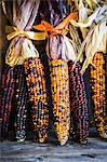 Multicoloured corn cobs on rustic wooden surface