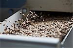 Hemp seeds in a cleaning machine at an oil mill