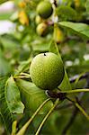 A green walnut on a tree