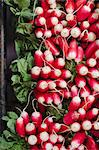 Bundles of radishes