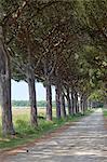 Italy, Tuscany, lined stone pine walkway