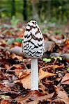 France, near Paris, forest of Malvoisine in autumn, close-up on a mushroom black and white coprin.