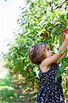 Girl picking apple from apple tree in orchard