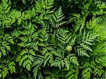 Plants in spring