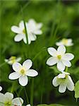 Soft windflower