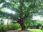 Banyan