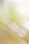 Dry grass