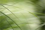 Plants in summer