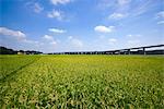 Fruiting rice grain and the road