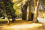 Row of trees in the park during day