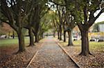 Row of trees in the park during day