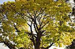 View of autumn tree during day