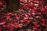 View of maple tree leaves fallen on ground