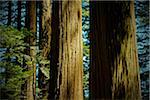 Close-up of redwood tree trunks in a forest in Northern California, USA