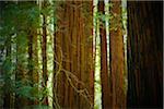 Close-up of redwood tree trunks in forest in Northern California, USA