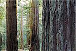 Close-up of redwood tree trunks in forest in Northern California, USA