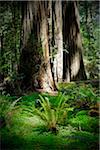 Close-up of redwood tree trunks and vegetation on forest floor in Northern California, USA