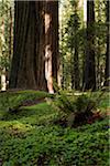 Redwood tree trunks and forest floor in Northern California, USA