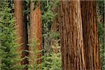 Close-up of sequoia tree trunks in forest in Northern California, USA