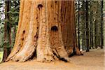 Close-up of the base of a large, sequoia tree trunk in the forest in Northern California, USA