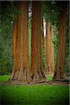 Sequoia trees in the forest in Northern California, USA