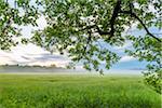 Tree (Black alder) in morning mist over meadow in Hesse, Germany