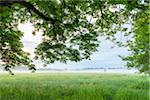 Leaves and Branches of Chestnut tree in morning mist in Hesse, Germany