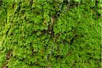 Close-up of moss covered oak tree trunk in Hesse, Germany