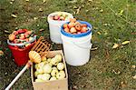 Buckets and box of fresh picked apples on grass, with fruit picker tool