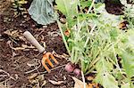 Fork in ground next to growing vegetables, close-up