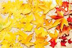 Autumn maple leaves on white surface, overhead view