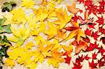 Green, yellow and red maple leaves on white surface, overhead view