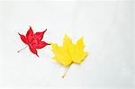 Japanese Maple leaf (Acer palmatum) and maple leaf (acer) on white surface, close-up