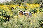 Girl in wildflowers meadow smelling flowers, Wadell, Arizona, USA