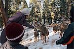 Woman offering food to deer in rural setting, Florrisant, Colorado, USA