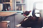 Portrait of boston terrier lying down yawning on office chair