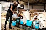 Female organic farmer feeding calves at dairy farm