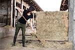 Female organic farmer pitch forking hay on dairy farm