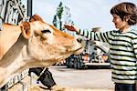 Boy petting cow on organic dairy farm